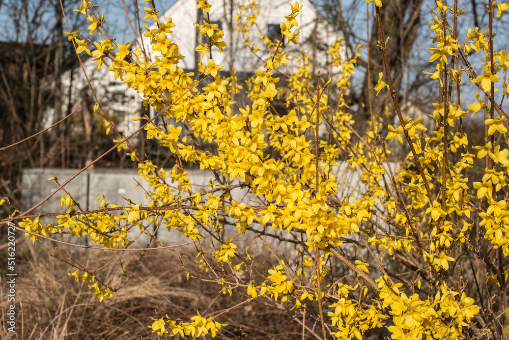 twigs of a forsythia bush with yellow blossoms