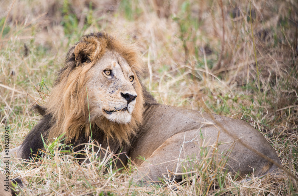 lion in the grass lion in the grass