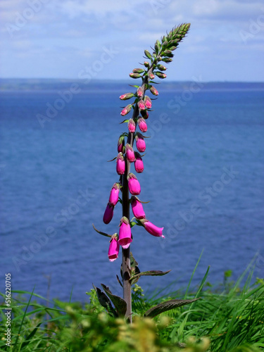 Purple foxglove with blue water of Atlantic Ovean in background photo