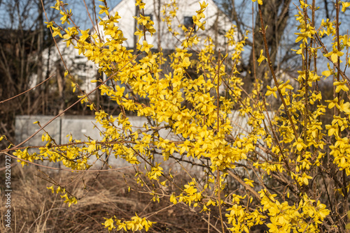 Obraz na płótnie twigs of a forsythia bush with yellow blossoms w salonie