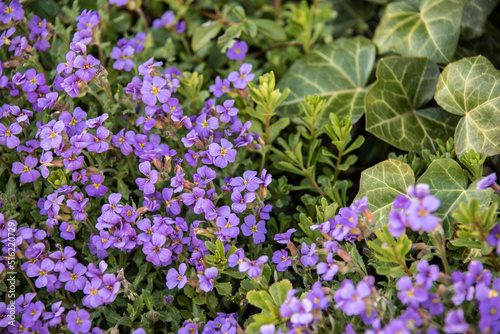 Obraz na płótnie close-up of purple aubrieta blossoms with ivy in a garden w salonie