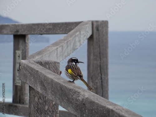 New Holland honeyeater bird (Phylidonyris novaehollandiae) sitting on the wooden fence in Western Australia