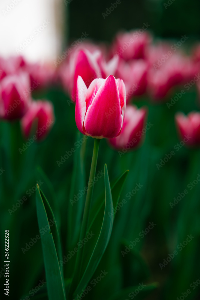 Fototapeta premium Flower photo. Pink tulip in focus. Spring blossom background photo