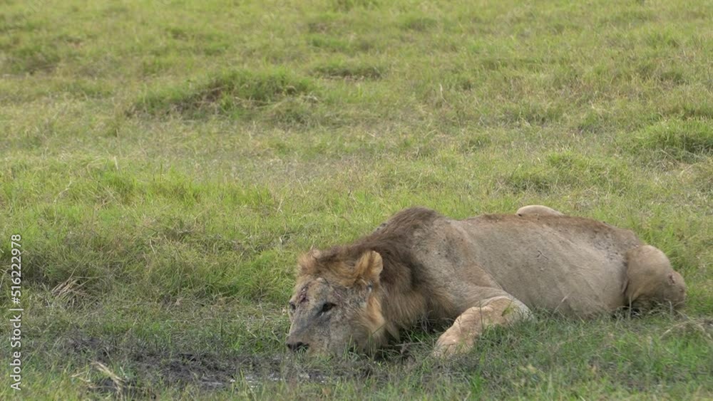 A wounded lion drinks with his mouth turned sideways. A wounded lion drinks with his mouth turned sideways.