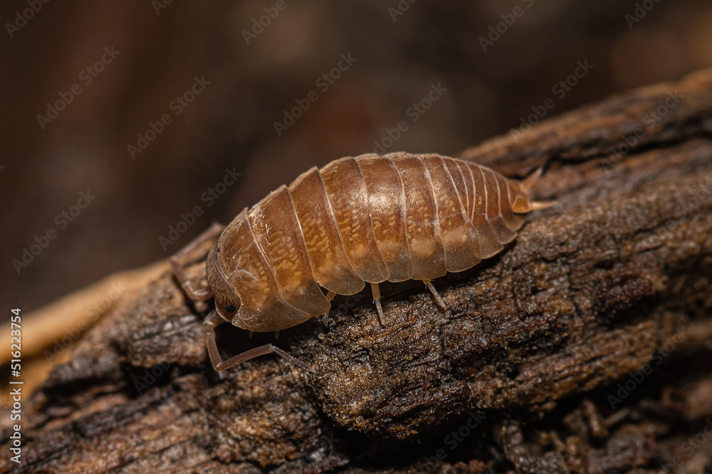 Cylisticus convexus woodlouse on a dead wood Cylisticus convexus woodlouse on a dead wood