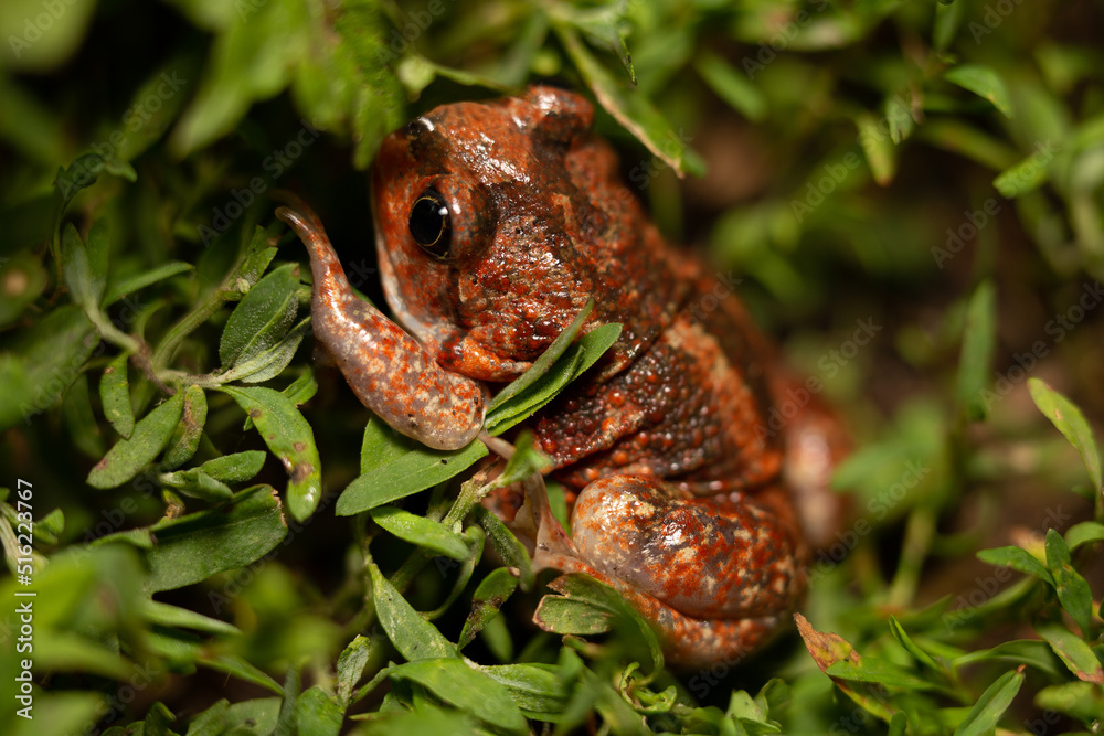 Obraz premium Red Pelobates vespertinus toad sitting on a green grass