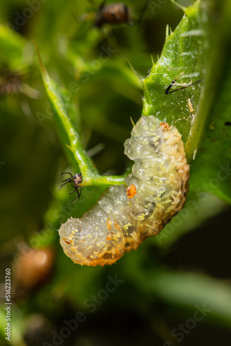 Flower Fly larvae hunting on a aphid 