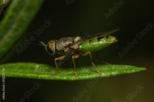 Orange-horned Green Colonel adult male sitting on a leaf on a dark background © Maria