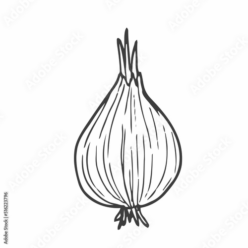 Hand drawn onion sketch. Black silhouette of a whole bulb isolated on a white background. Organic vegetarian product drawn in cartoon style. Imitation of ink drawing. Vector illustration.