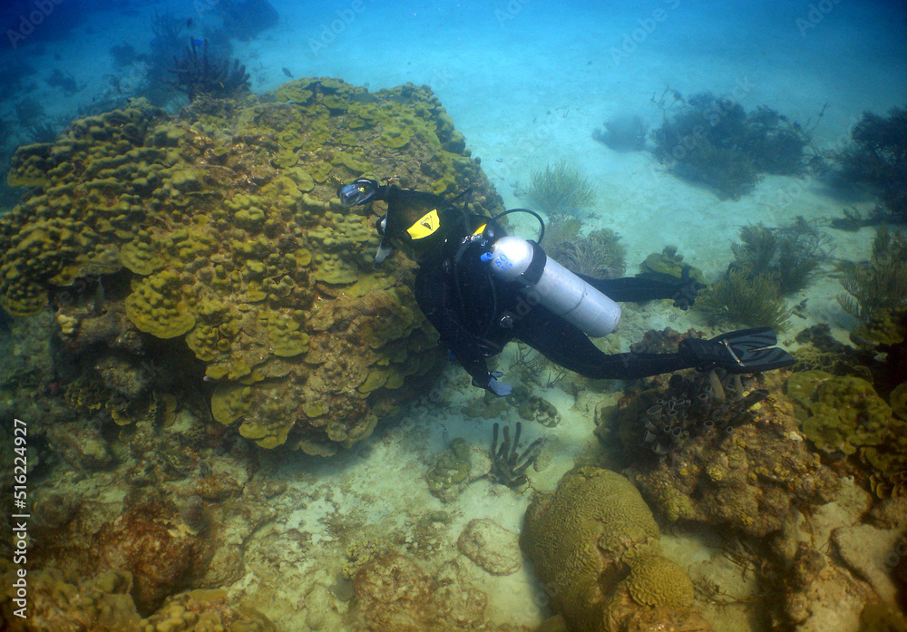 scuba diver , underwater scene , coral reef , caribbean sea scuba diver , underwater scene , coral reef , caribbean sea