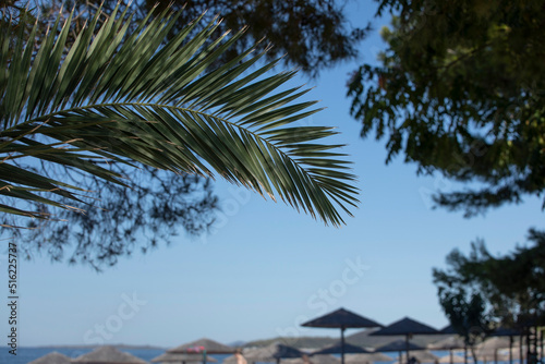 Beach with beautiful palm tree and pine trees, summer beach backdrop copy space