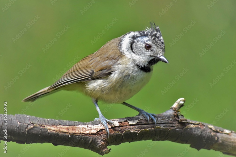 Fototapeta premium Mésange huppée (Lophophanes cristatus), Neuchâtel, Suisse.