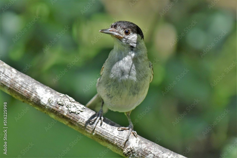 Fototapeta premium fauvette à tête noire (Sylvia atricapilla) , Neuchâtel, Suisse.