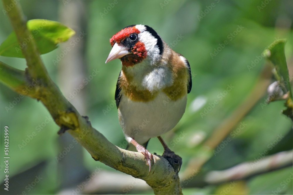 Chardonneret élégant (Carduelis carduelis), Neuchâtel, Suisse.