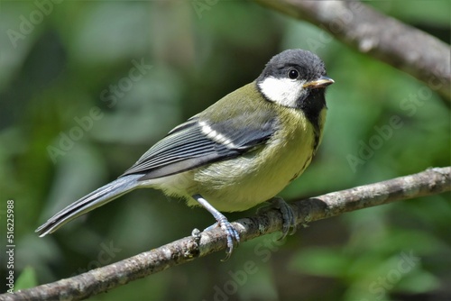 Mésange charbonnière juvénile (Parus major), Neuchâtel, Suisse.