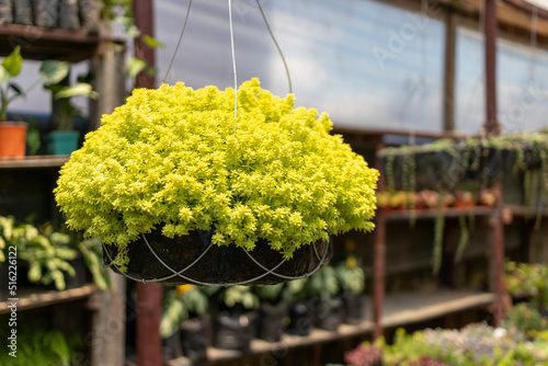 Sedum japonicum, tokyo sun plant in a greenhouse. High quality photo
