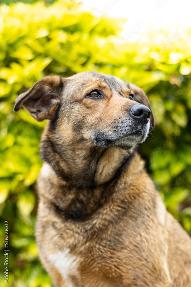 vertical closeup portrait of a brown dog looking to the side with sunset bokeh foliage abstract background. Adorable smile dog head shot with green summer tree leaf with copy space to add text. vertical closeup portrait of a brown dog looking to the side with sunset bokeh foliage abstract background. Adorable smile dog head shot with green summer tree leaf with copy space to add text.