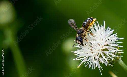 Close-up of a leaf-cutter bee collecting nectar from the white flower on a creeping thistle plant that is growing in a field on a bright summer day in July with a blurred background.