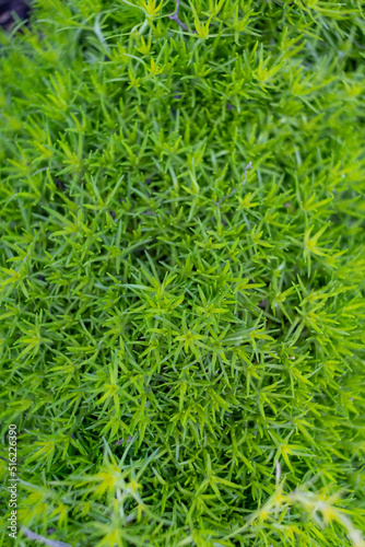 Scleranthus uncinatus Schur grass close up. High quality photo