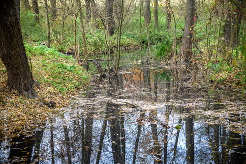 Wild pond in the autumn forest. Autumn forest pond. Forest pond