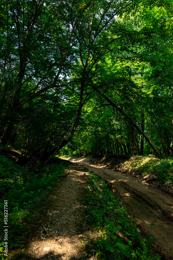 Obraz premium path in the forest