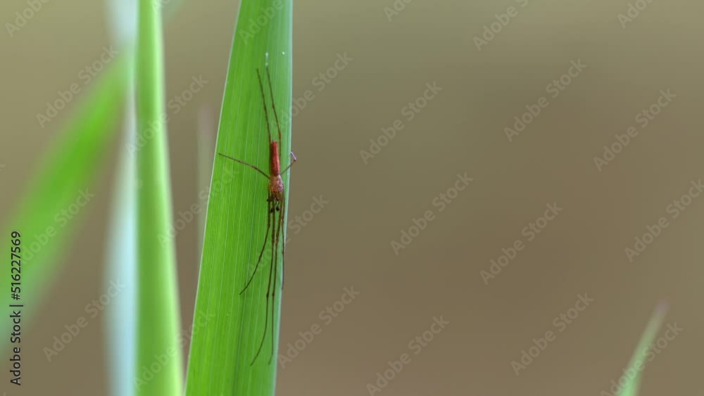 A small spider (Tetragnatha extensa) waits for prey on a reed leaf. A small spider (Tetragnatha extensa) waits for prey on a reed leaf.