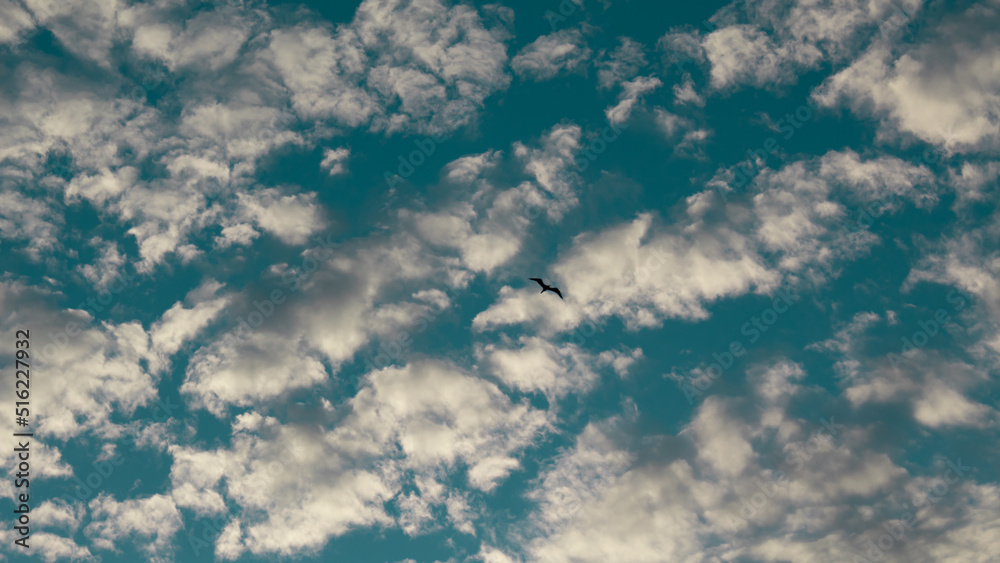pássaro e o céu azul com nuvens brancas