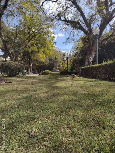 stone path in the park