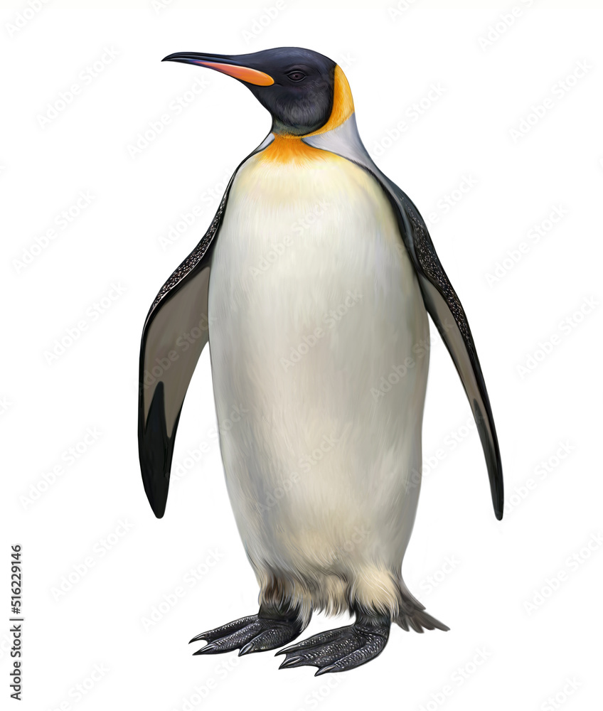 Fototapeta premium Emperor penguin (Aptenodytes forsteri)