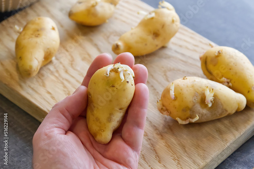 Hand holds sprouted potatoes. seed potatoes with sprouts in the background. Preparing root crops for planting. Agriculture and farming. Close-up.