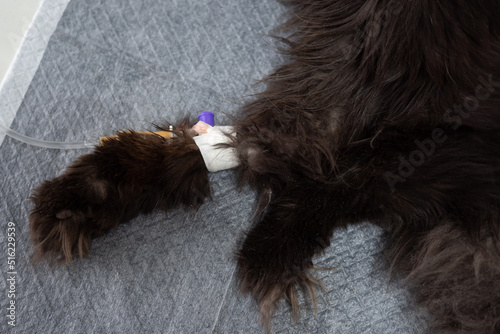 cat paw with catheter in veterinary clinic. Treatment of animals with dropper. Intravenous infusion drip in Vet Clinic. Pet health care close up