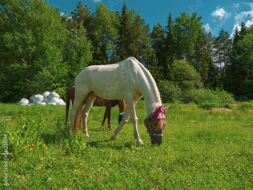 Two horses with fly protection mask grazing on a meadow. Horse eating grass outdoors in anti mosquito equestrian equipment at summer 