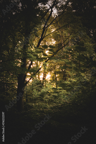 Fototapeta Naklejka Na Ścianę i Meble -  Warm, dusk light piercing through the thicket forest.
