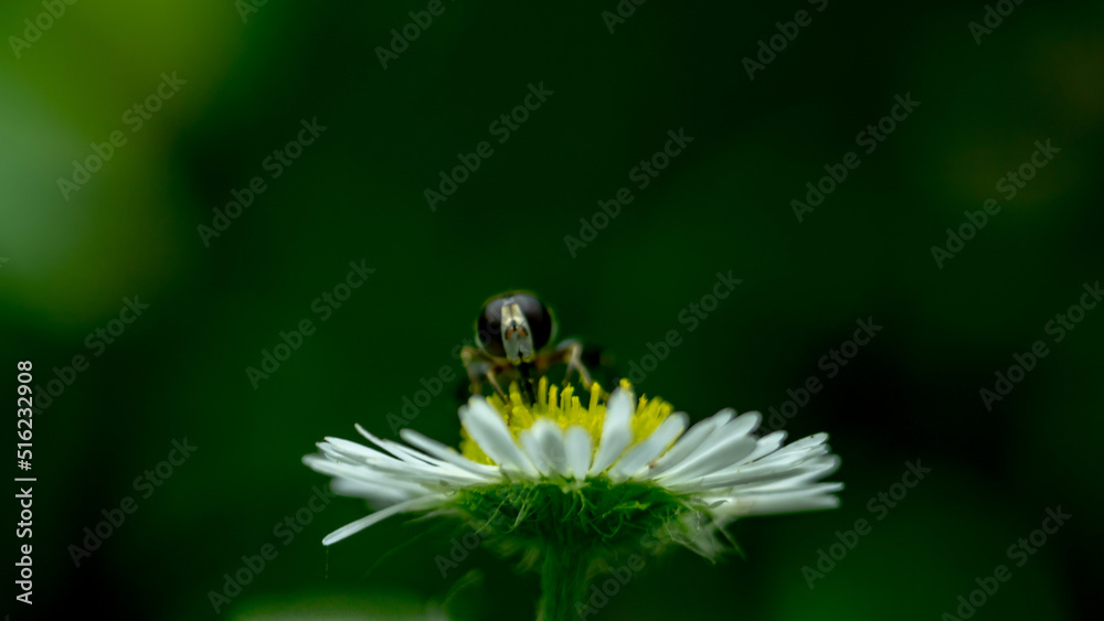 bee on white daisy flower in garden bee on white daisy flower in garden