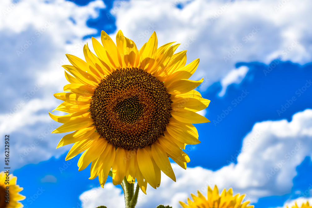 sunflower on blue sky