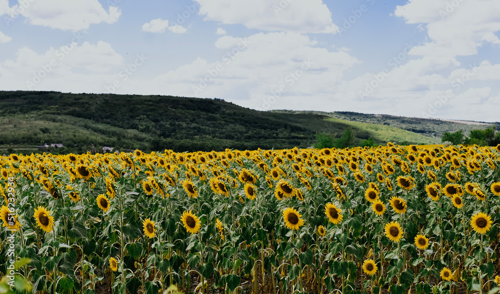 sunflower field with sky and clouds