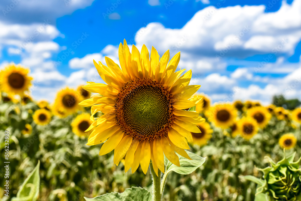 sunflower field in the summer