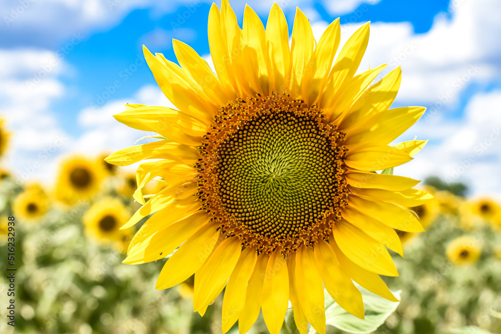 sunflower in the field sunflower in the field