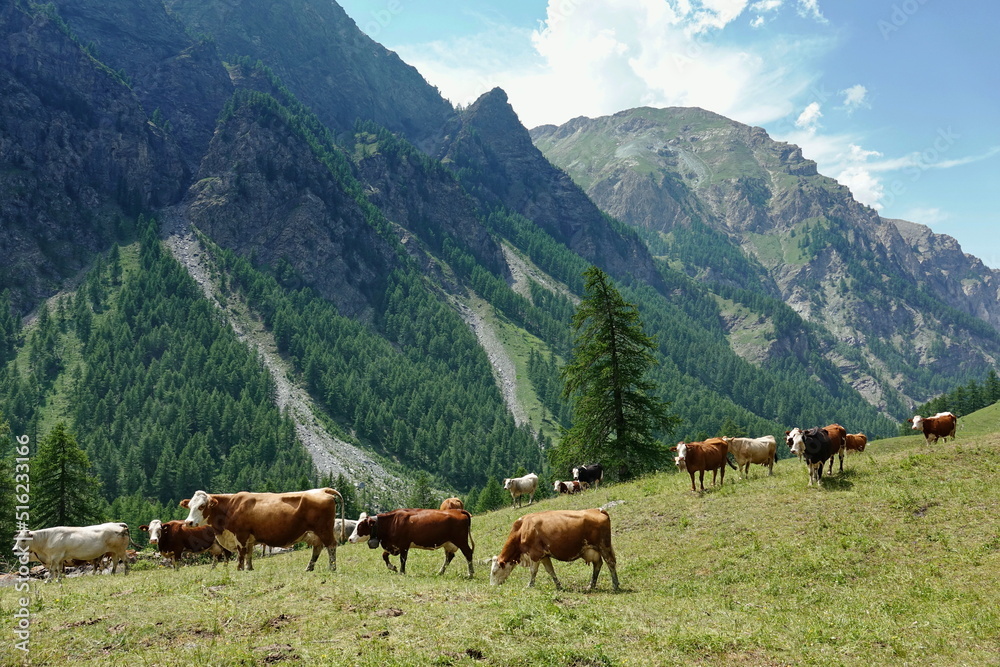Cows in the Italian Alps