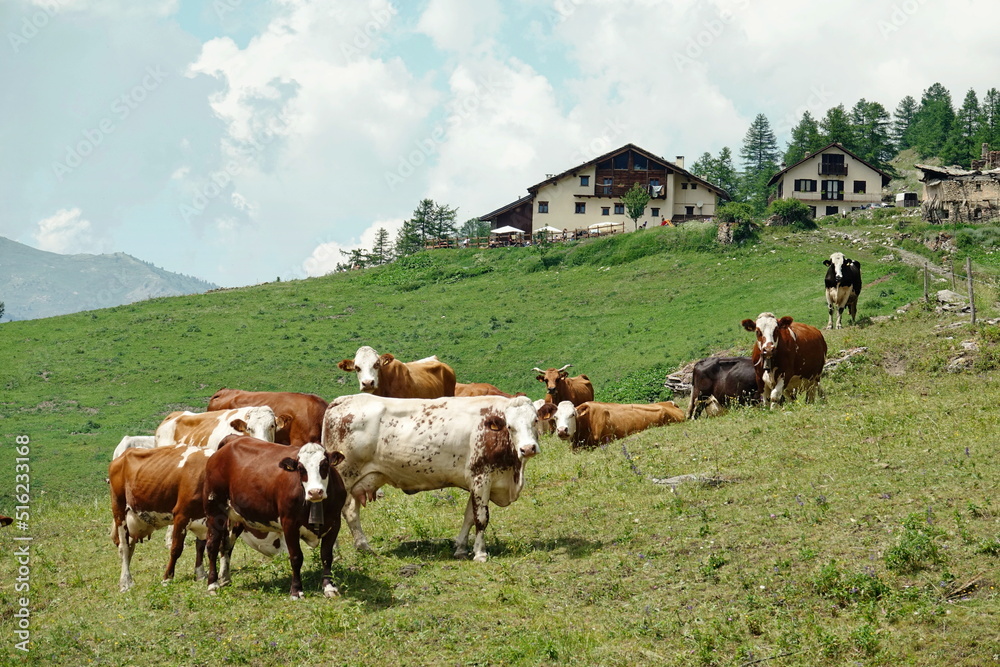 Naklejka premium Cows in the Italian Alps