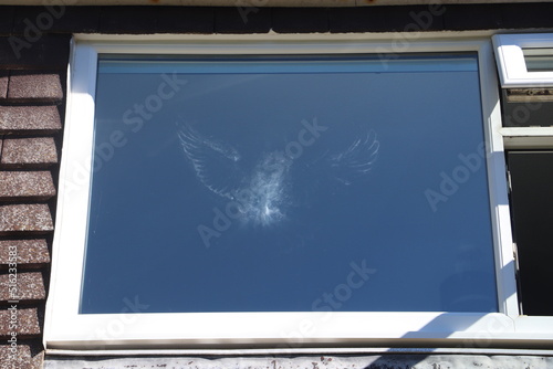 bird imprint on window after collision 
