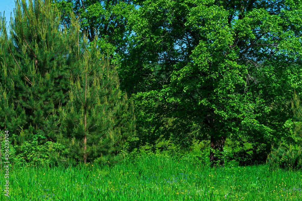 meadow on the forest edge on a sunny day