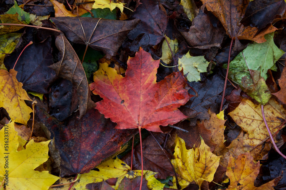 Fall Leaves