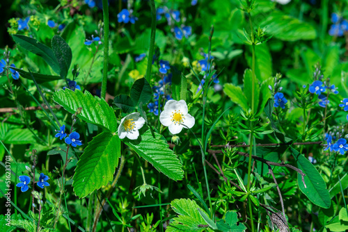 blooming wild strawberry among forbs in the meadow