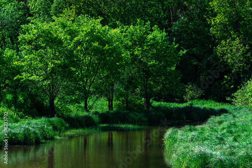 small shady forest river between banks with water meadows