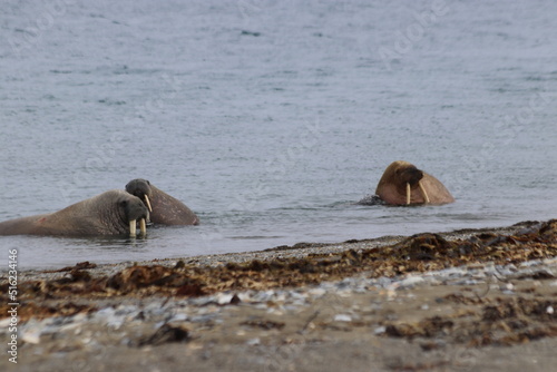 walruses at the beach 