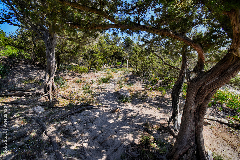 Radici in spiaggia - Sardegna