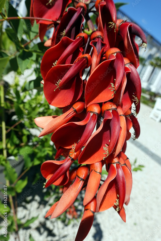 Korallenbaum (Erythrina crista-galli) - rote Blüte Korallenbaum (Erythrina crista-galli) - rote Blüte