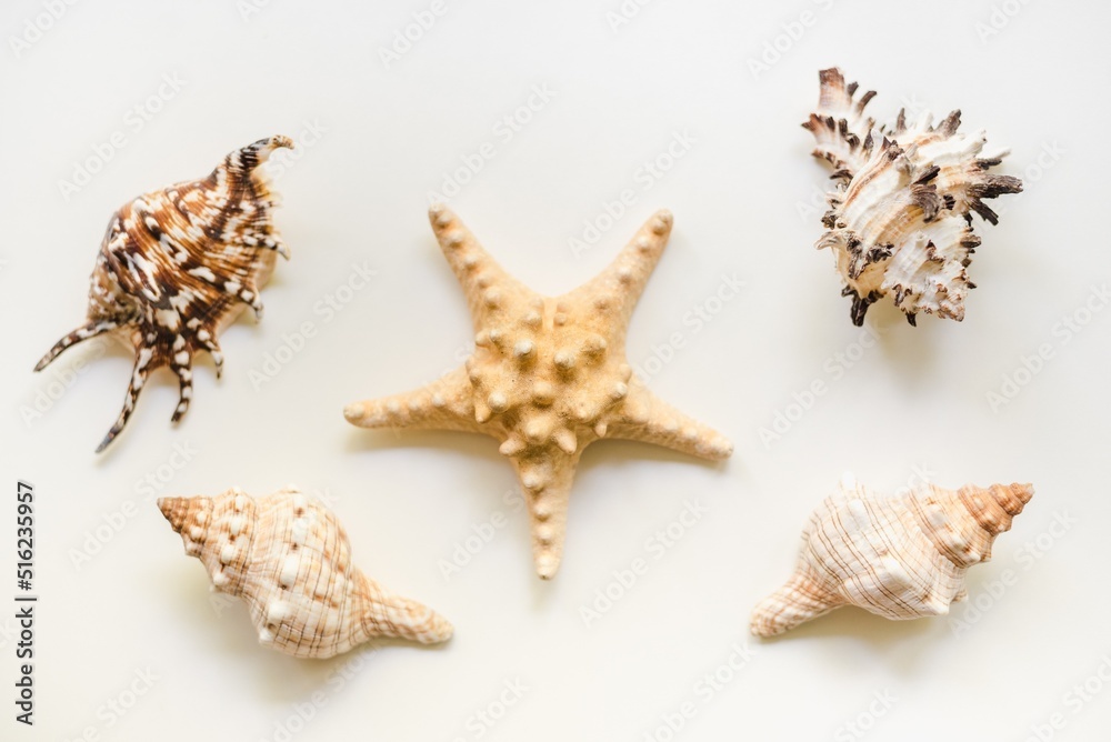 seashells seashells