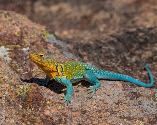 Male Eastern Collared Lizard